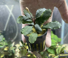 Bucephalandra Sp. 'Lamandau' - Potted - Planted Aquaria