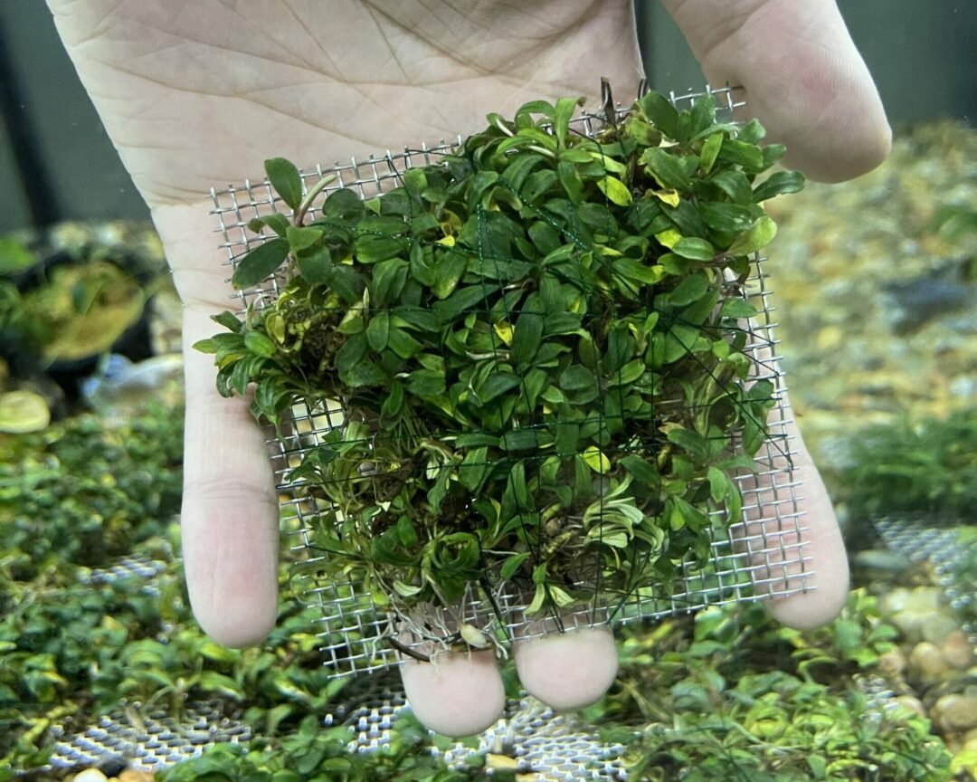 Bucephalandra Sp. Mini - 3" Mesh Pad - Planted Aquaria