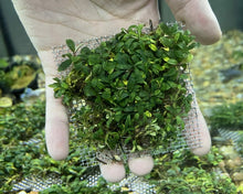 Bucephalandra Sp. Mini - 3" Mesh Pad - Planted Aquaria