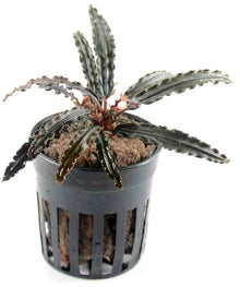 Bucephalandra Sp. Mini Catherine - Potted - Planted Aquaria