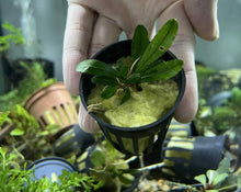 Bucephalandra Sp. 'Mutation' - Potted - Planted Aquaria