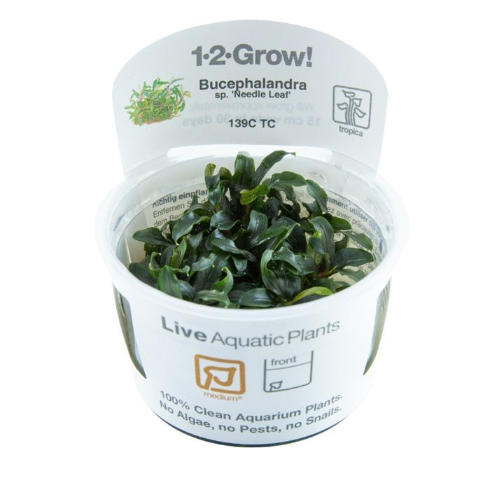 Bucephalandra sp. 'Needle Leaf' - Tropica TC - Planted Aquaria