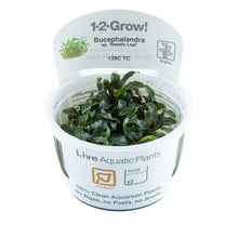 Bucephalandra sp. 'Needle Leaf' - Tropica TC - Planted Aquaria