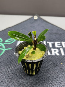 Bucephalandra Sp. Paris - Potted - Planted Aquaria