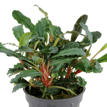 Bucephalandra sp. 'Red' - Planted Aquaria