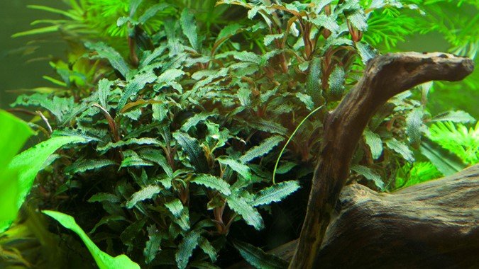 Bucephalandra sp. 'Red' - Planted Aquaria