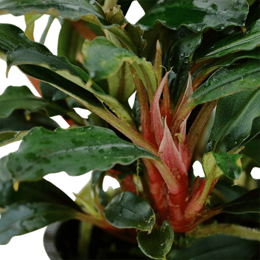 Bucephalandra sp. 'Red' - Planted Aquaria