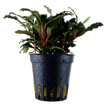 Bucephalandra sp. 'Red' - Planted Aquaria
