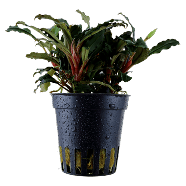 Bucephalandra sp. 'Red' - Planted Aquaria