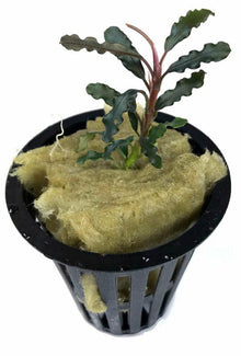 Bucephalandra titan - Potted - Planted Aquaria