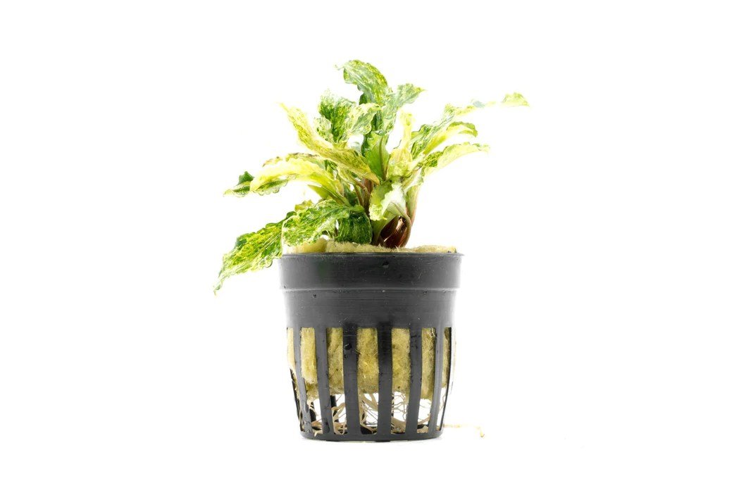 Bucephalandra variegated marble - Potted - Planted Aquaria