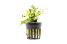 Bucephalandra variegated marble - Potted - Planted Aquaria