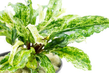 Bucephalandra variegated marble - Potted - Planted Aquaria