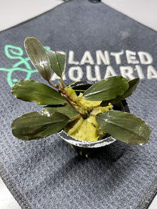 Bucephalandra Varighata - Potted - Planted Aquaria