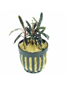 Bucephalandra Velvet - Potted - Planted Aquaria
