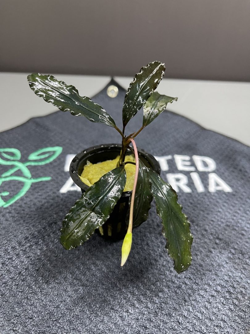 Bucephalandra Zeus - Potted - Planted Aquaria