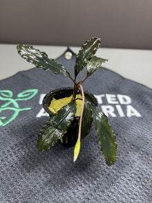 Bucephalandra Zeus - Potted - Planted Aquaria