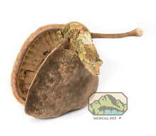 Buddha Nut Natural 4" - Planted Aquaria