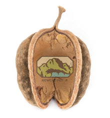 Buddha Nut Natural 4" - Planted Aquaria