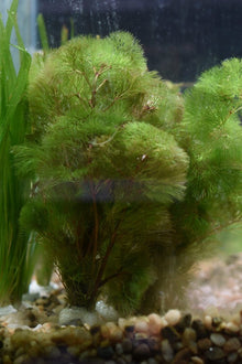 Cabomba Aquatica - Unpotted - Planted Aquaria
