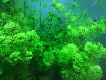 Cabomba Aquatica - Unpotted - Planted Aquaria