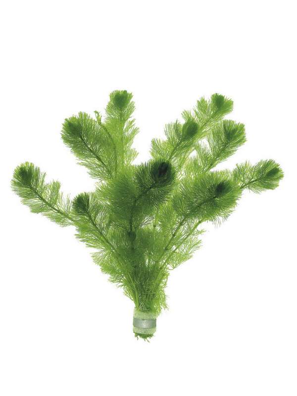 Cabomba Aquatica - Unpotted - Planted Aquaria