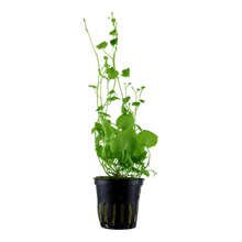 Cardamine lyrata - Potted - Planted Aquaria