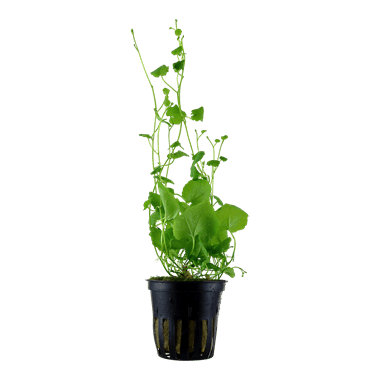 Cardamine lyrata - Potted - Planted Aquaria