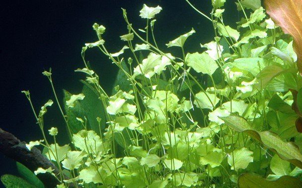 Cardamine lyrata - Potted - Planted Aquaria