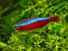 Cardinal Tetra - Planted Aquaria
