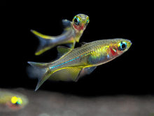 Celebes Rainbowfish - Planted Aquaria
