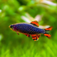 Celestial Pearl Danio - Planted Aquaria