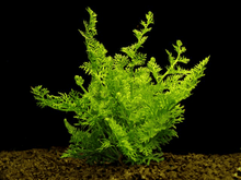 Ceratopteris siliquosa - Potted - Planted Aquaria