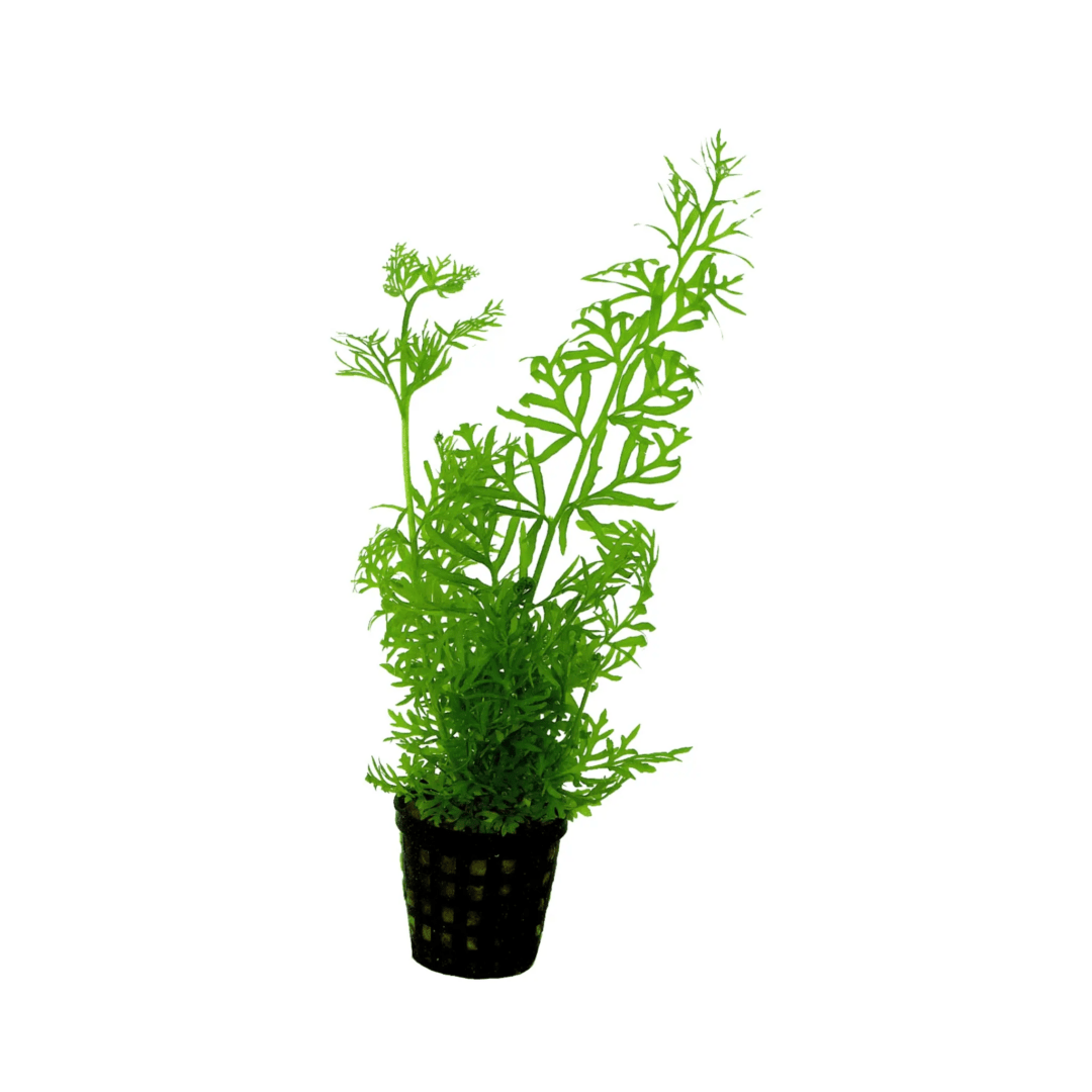 Ceratopteris siliquosa - Potted - Planted Aquaria