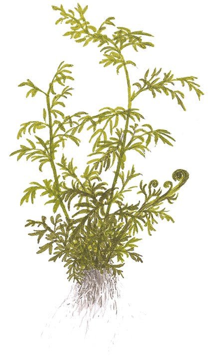 Ceratopteris thalictroides - Potted - Planted Aquaria