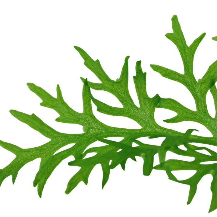Ceratopteris thalictroides - Potted - Planted Aquaria