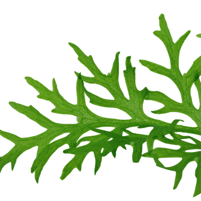 Ceratopteris thalictroides - Potted - Planted Aquaria