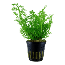 Ceratopteris thalictroides - Potted - Planted Aquaria