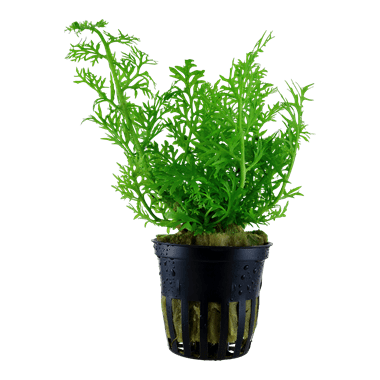 Ceratopteris thalictroides - Potted - Planted Aquaria