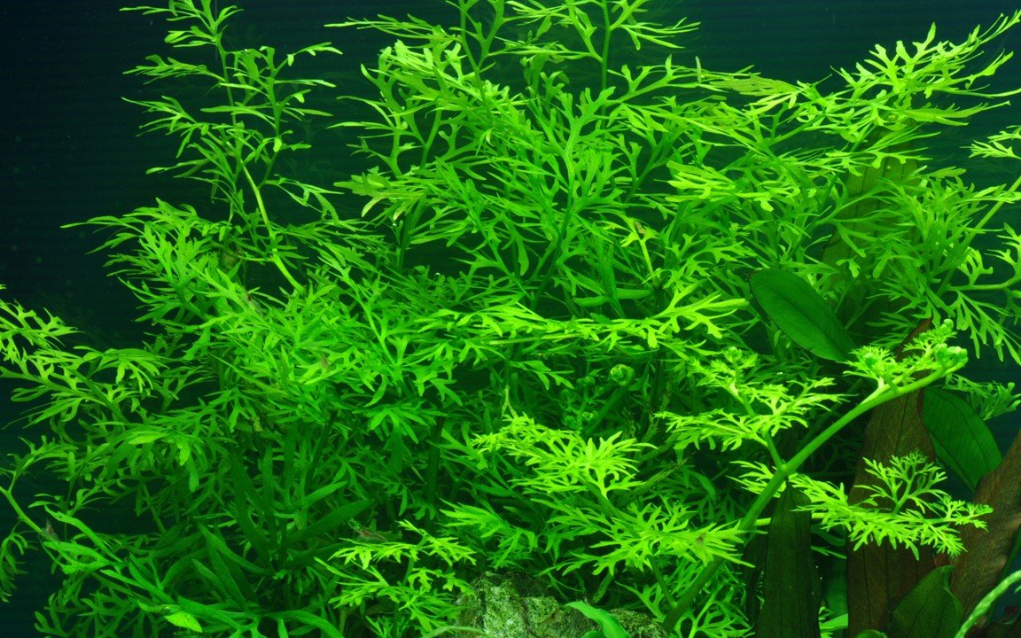Ceratopteris thalictroides - Potted - Planted Aquaria