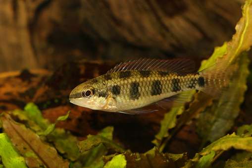 Checkerboard Dwarf Cichlid