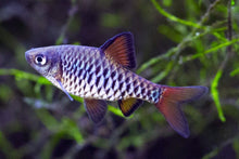 Checkered Barb - Planted Aquaria