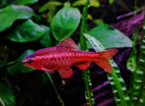 Cherry Barb - Planted Aquaria