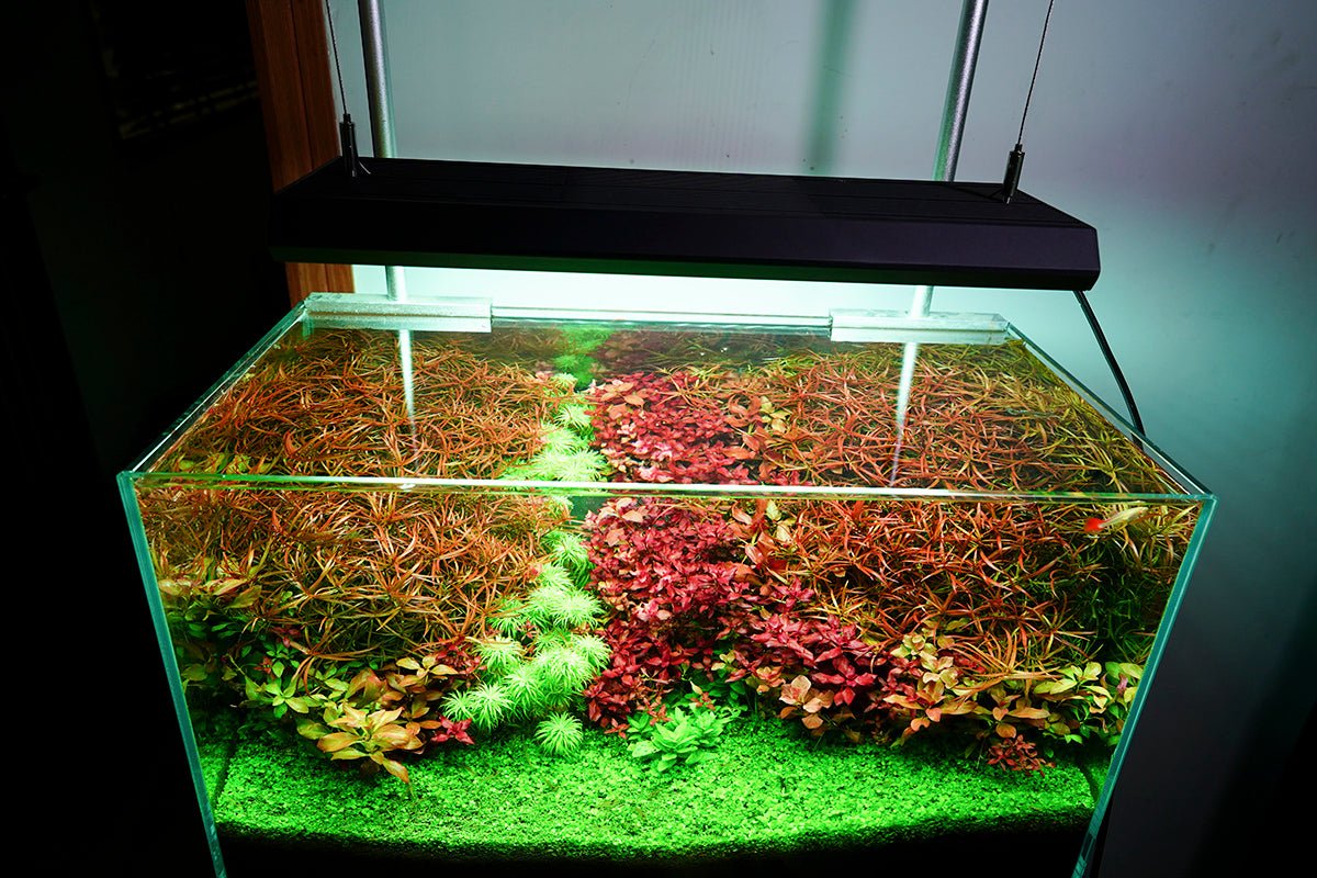Chihiros RGB Vivid - II 10th Anniversary Edition (Black) - Planted Aquaria