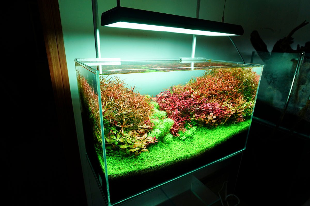 Chihiros RGB Vivid - II 10th Anniversary Edition (Black) - Planted Aquaria