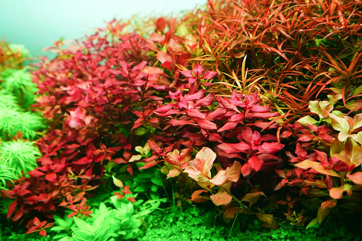 Chihiros RGB Vivid - II 10th Anniversary Edition (Black) - Planted Aquaria