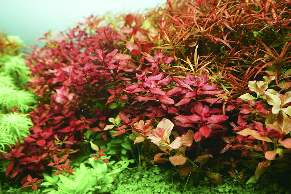 Chihiros RGB Vivid - II (Silver) - Planted Aquaria