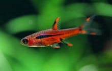 Chilli Rasbora - Planted Aquaria