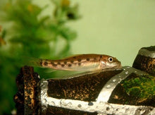 Chinese Algae Eater - Planted Aquaria