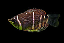 Chocolate Gourami - Planted Aquaria